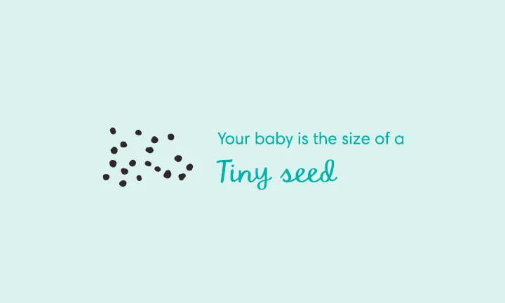 baby size of poppy seed week 4