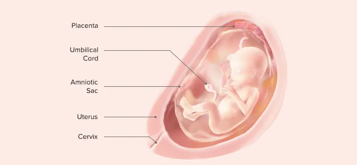 18 weeks pregnancy guide by Pampers PH