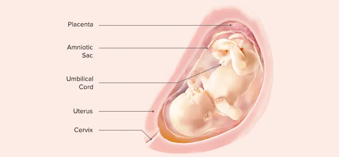 31 weeks pregnancy guide by Pampers PH