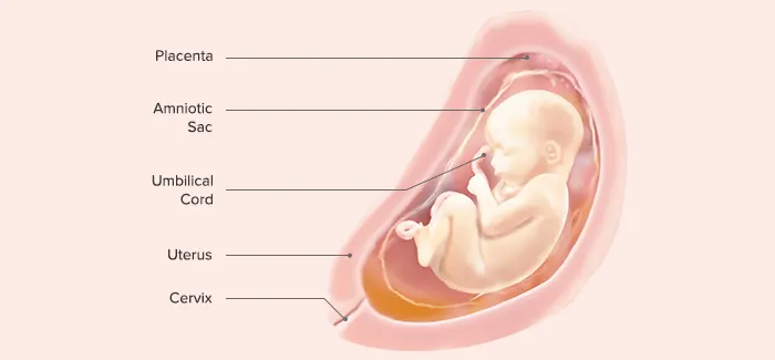 28 weeks pregnancy guide by Pampers PH