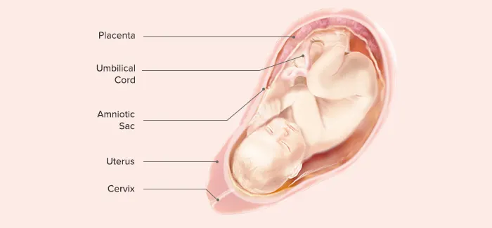 37 weeks pregnancy guide by Pampers PH