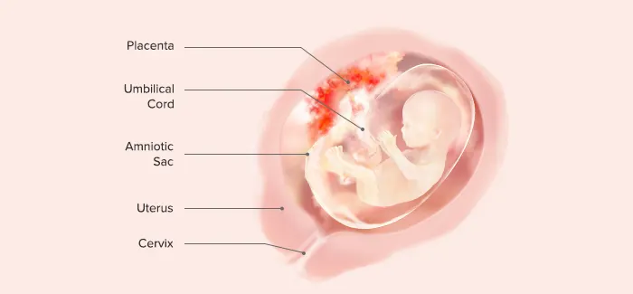 15 weeks pregnancy guide by Pampers PH