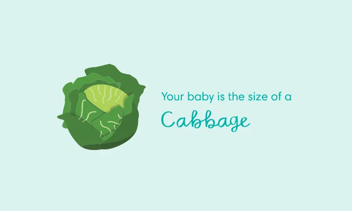 baby size of cabbage week 30