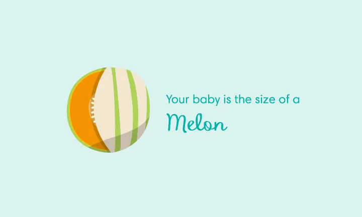 baby size of cantaloupe week 34