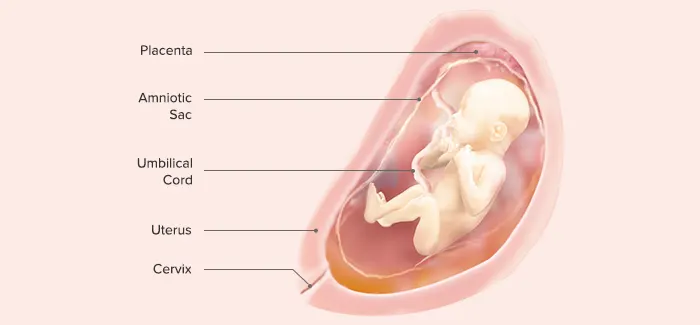 25 weeks pregnancy guide by Pampers PH