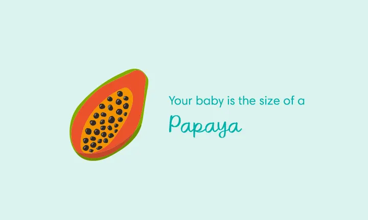 baby size of papaya week 22