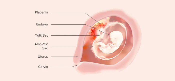 8 weeks pregnancy guide by Pampers PH