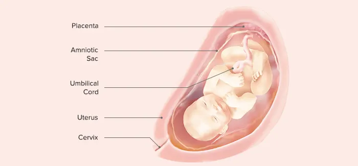 30 weeks pregnancy guide by Pampers PH