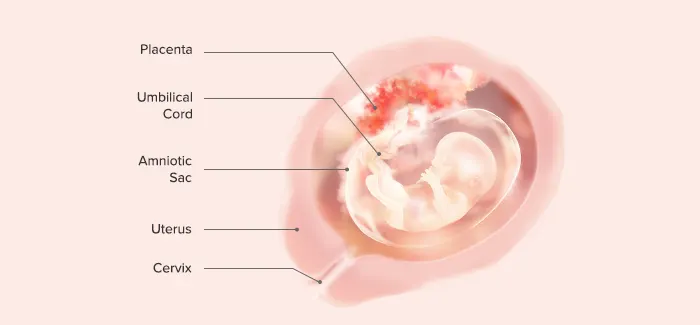 13 weeks pregnancy guide by Pampers PH