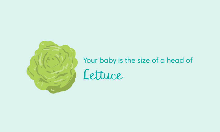 baby size of lettuce week 28