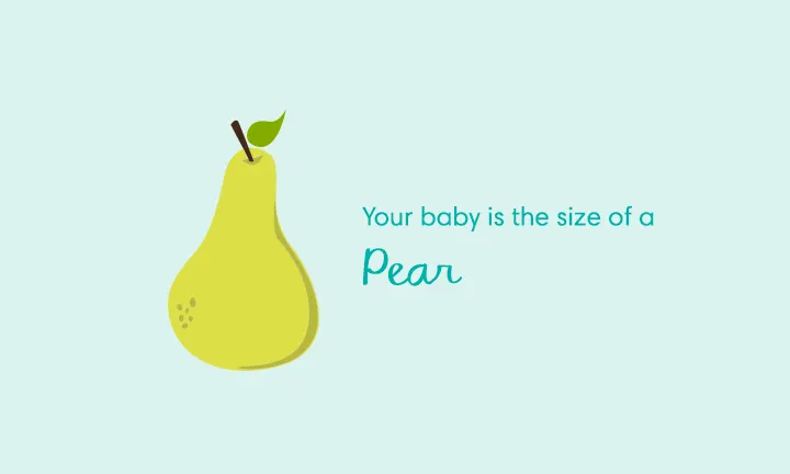 baby size of pear week 17