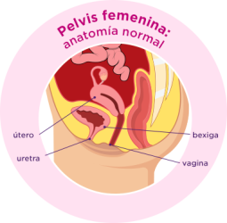 Secção transversal do tracto geniturinário feminino com estrutura normal