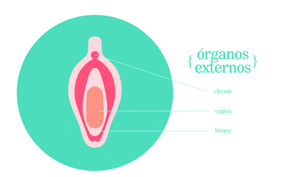 A secção transversal dos órgãos genitais femininos externos a mostrar os lábios maiores e os lábios menores e o clítoris