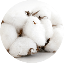 AUSONIA Lily Initiaive Cotton Protection