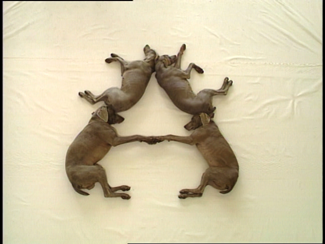 Dog Alphabet, 1994, Still from Sesame Street short, courtesy of the artist.