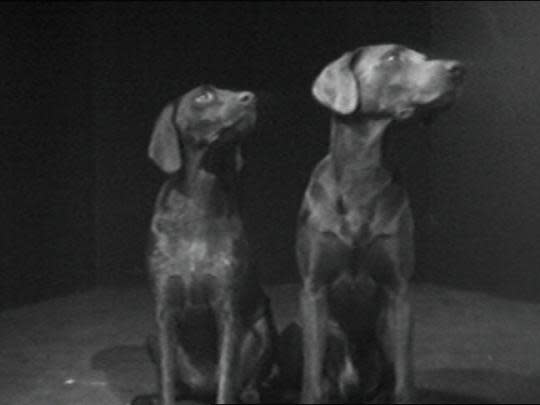 William Wegman, Dog Duet, 1975, courtesy of the artist.