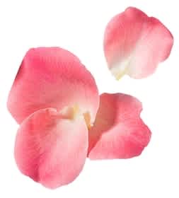 Rose Petals image