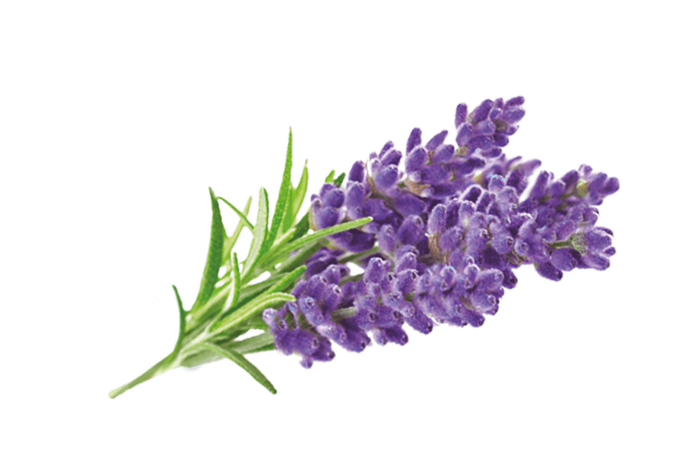 Lavender image