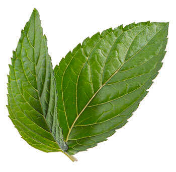 Spearmint image