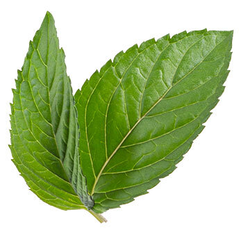 Spearmint image
