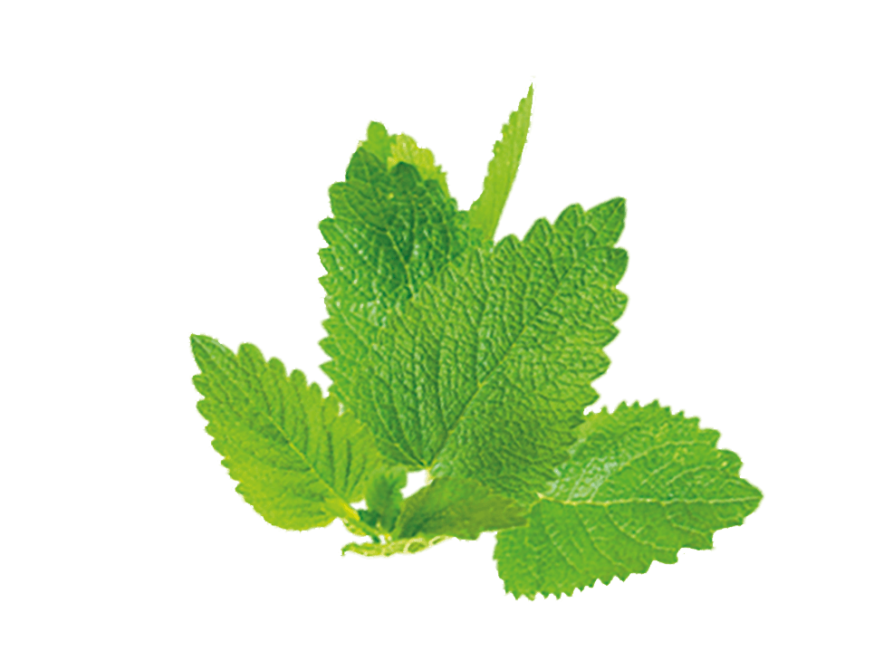 Lemon Balm image
