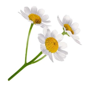 Chamomile image