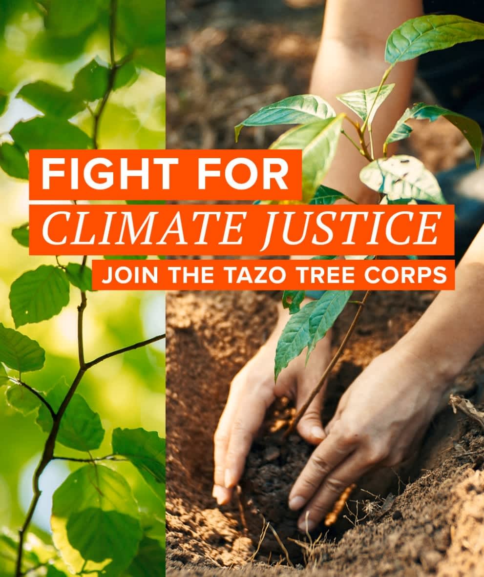Fight for climate justice - Join the TAZO Tree Corps image