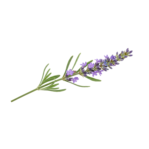 Lavender image