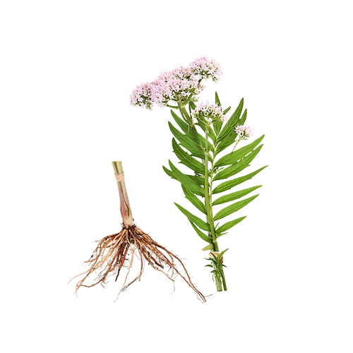Valerian root image
