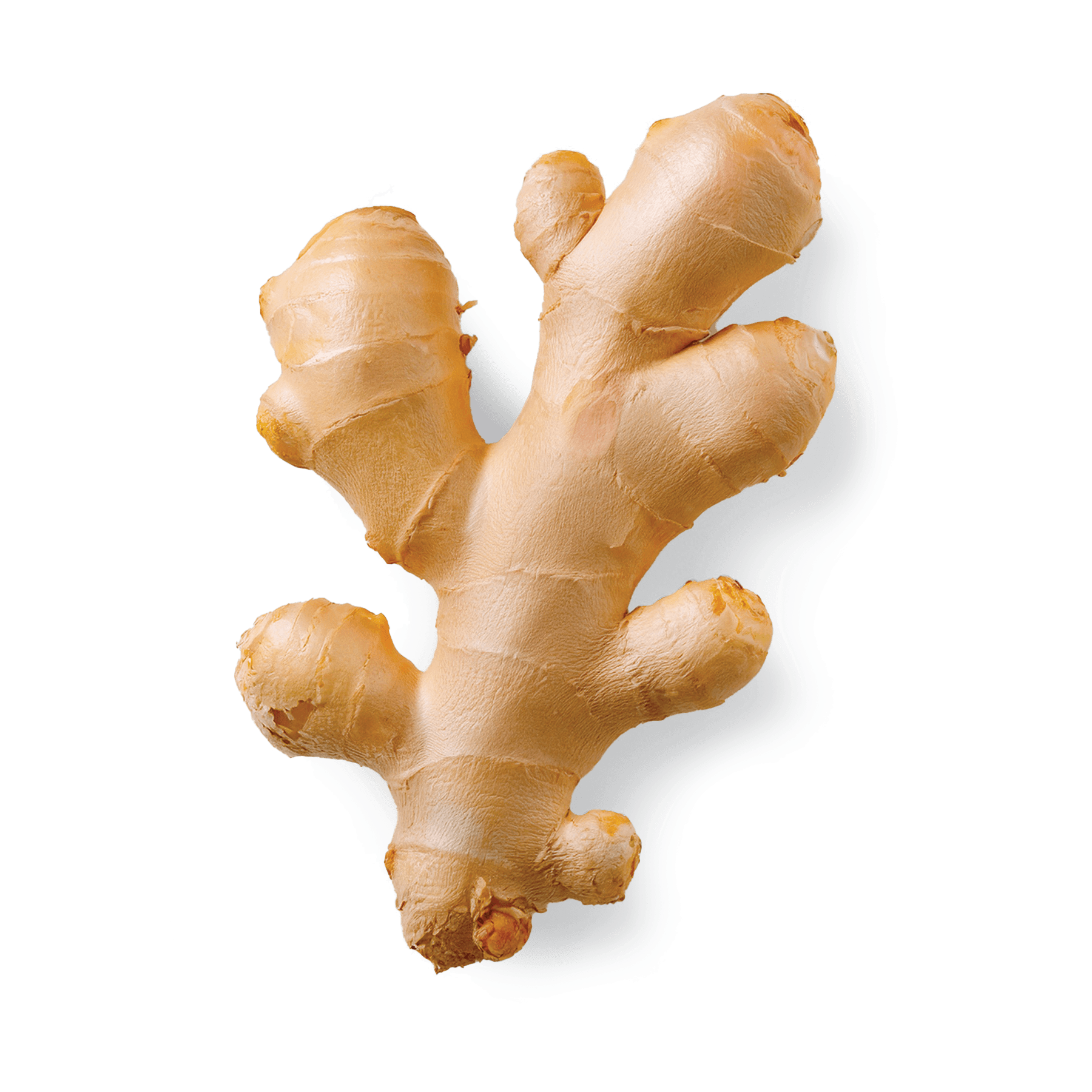 Ginger image