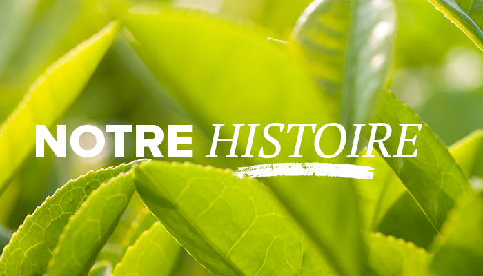 TAZO mobile Our Story  image