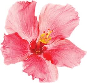 Hibiscus flowers image