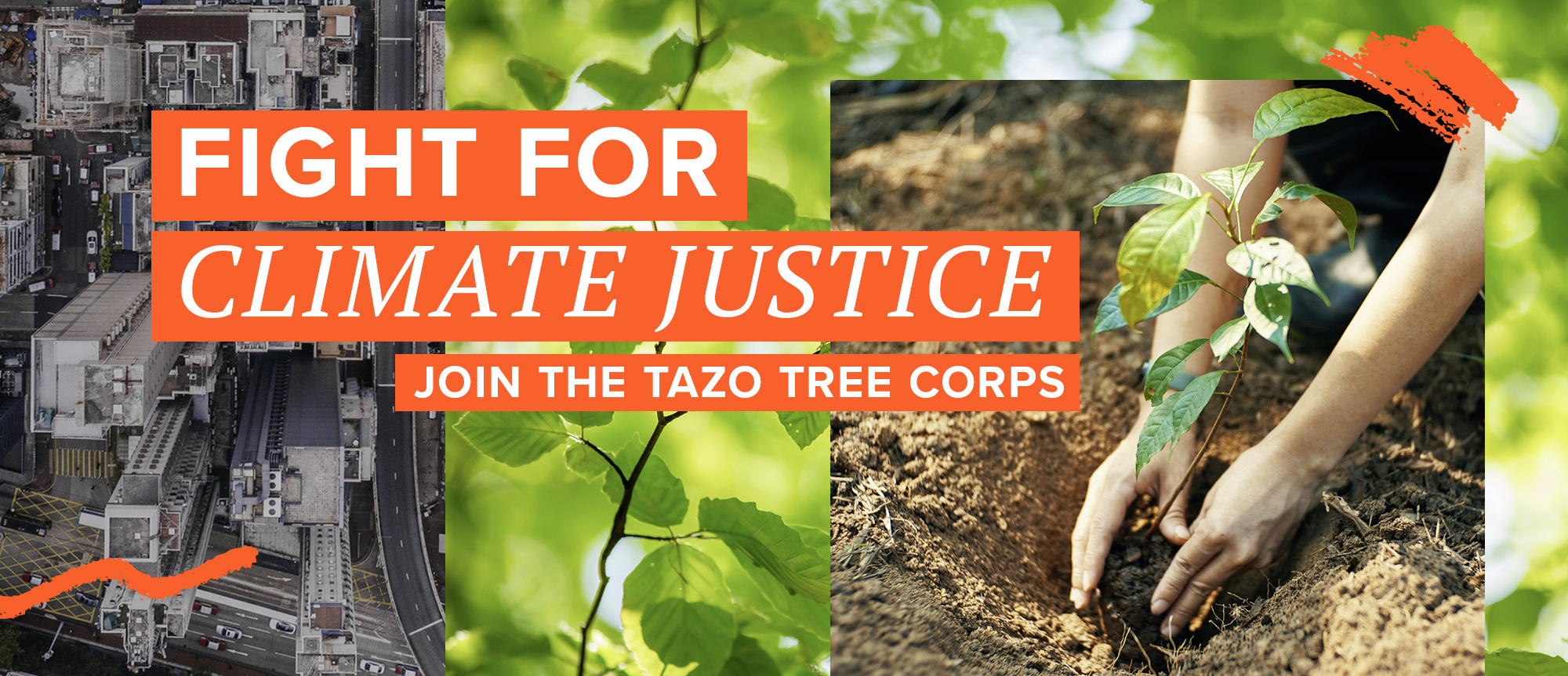 Fight for climate justice - Join the TAZO Tree Corps image