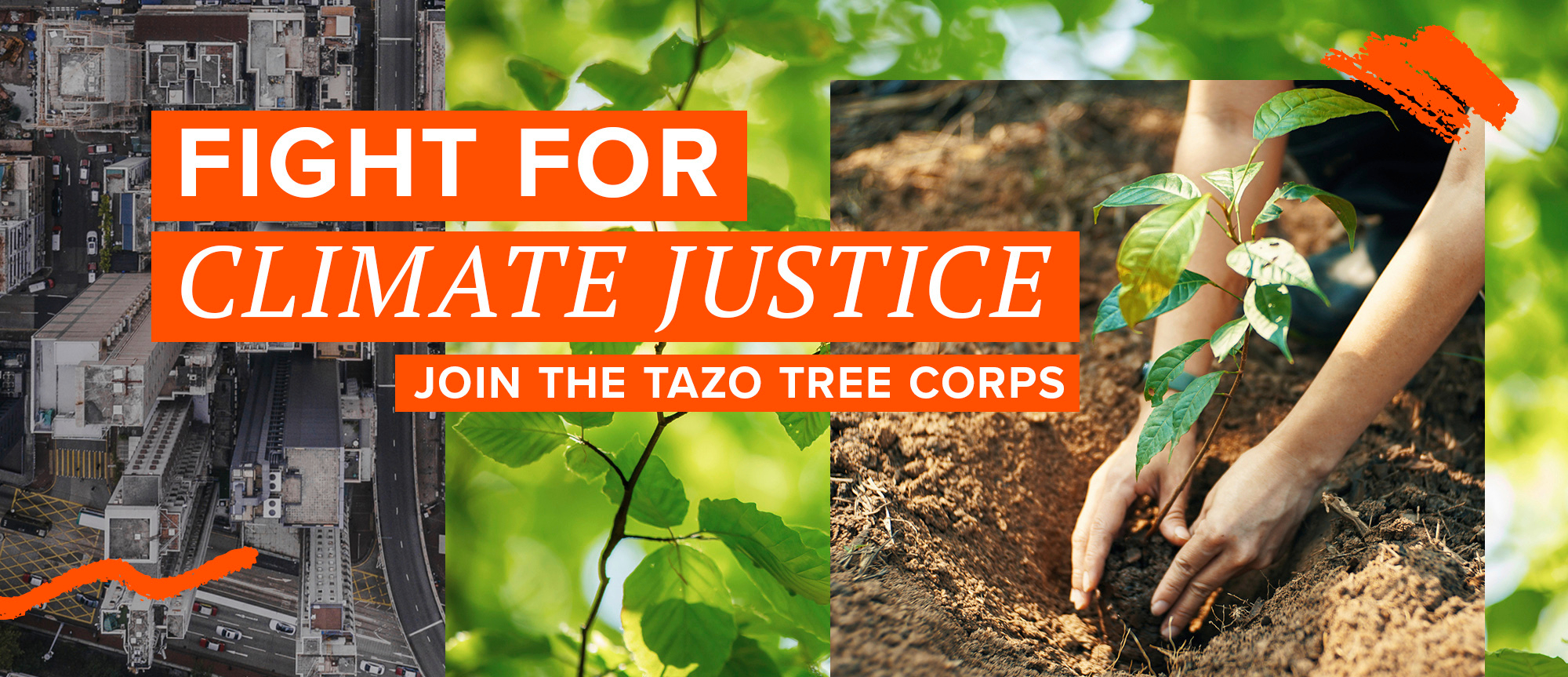 Fight for climate justice - Join the TAZO Tree Corps image