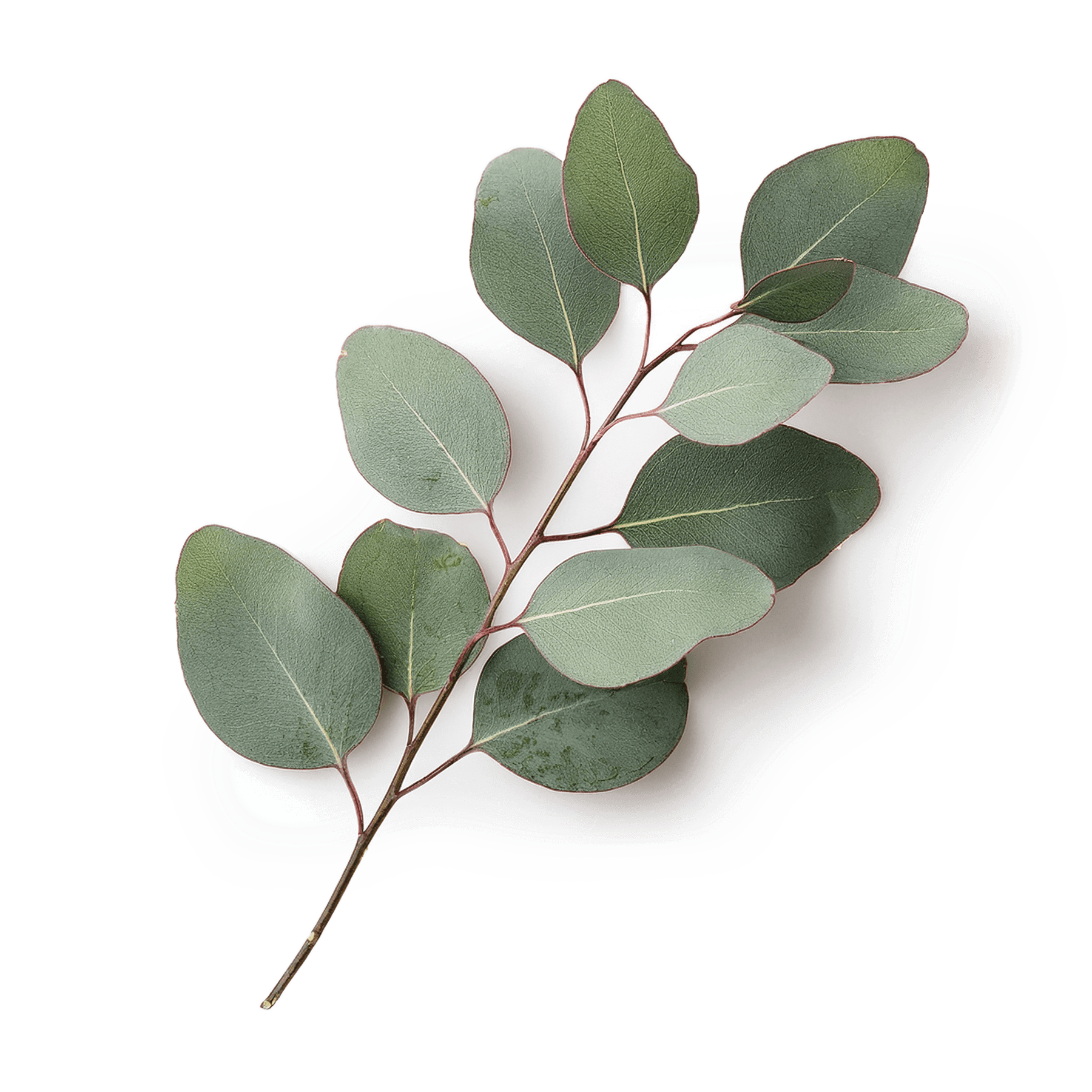 Eucalyptus image