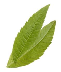 Cedrón image