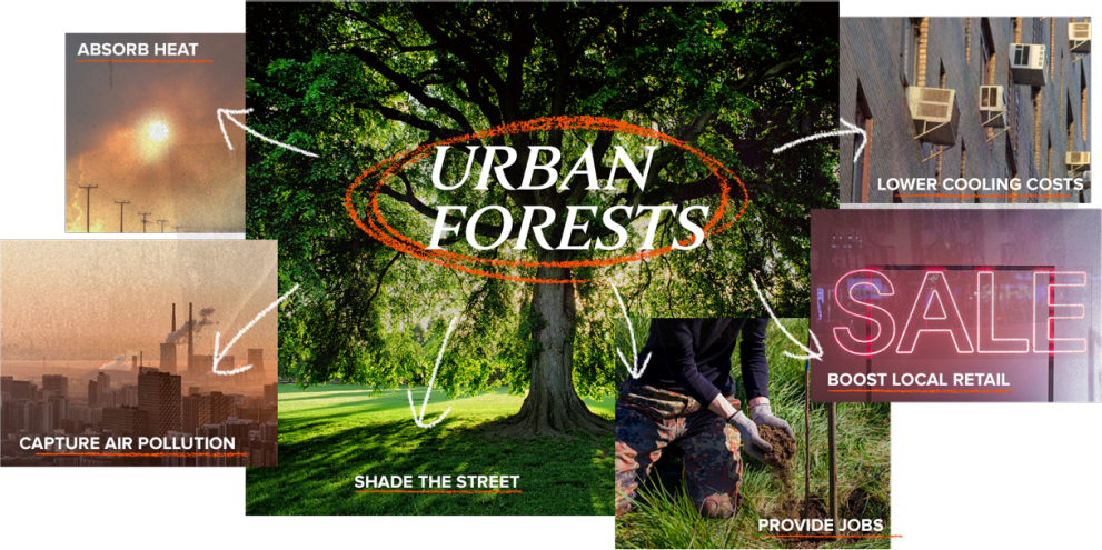 Urban Forest image