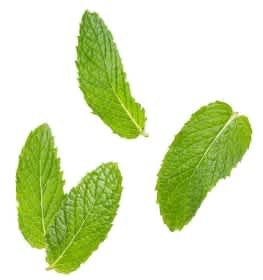 Peppermint image