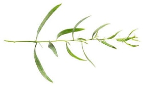 Tarragon image