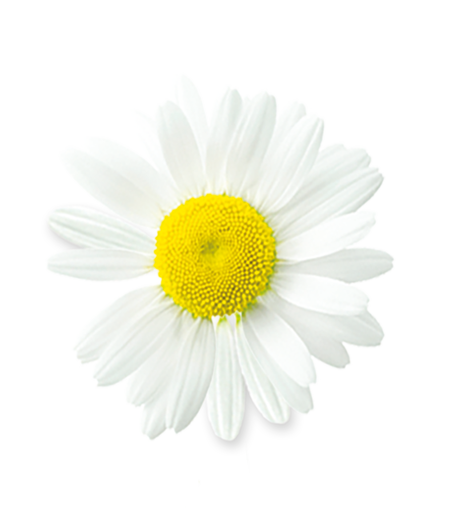 Chamomile image