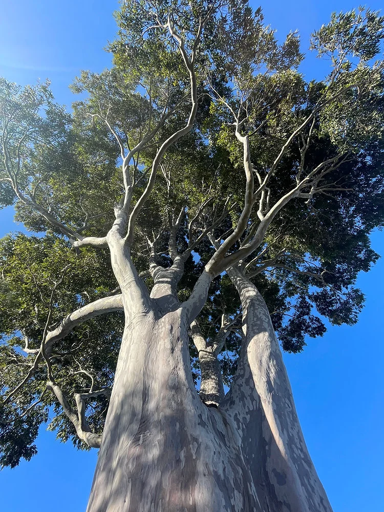 tree care 101