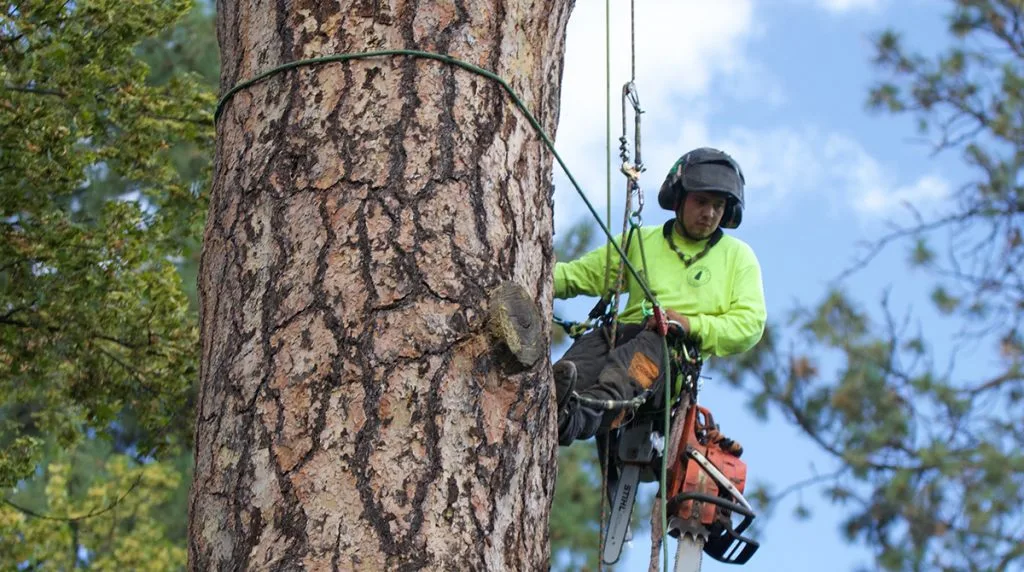 What to Expect When You Request an Arborist Report