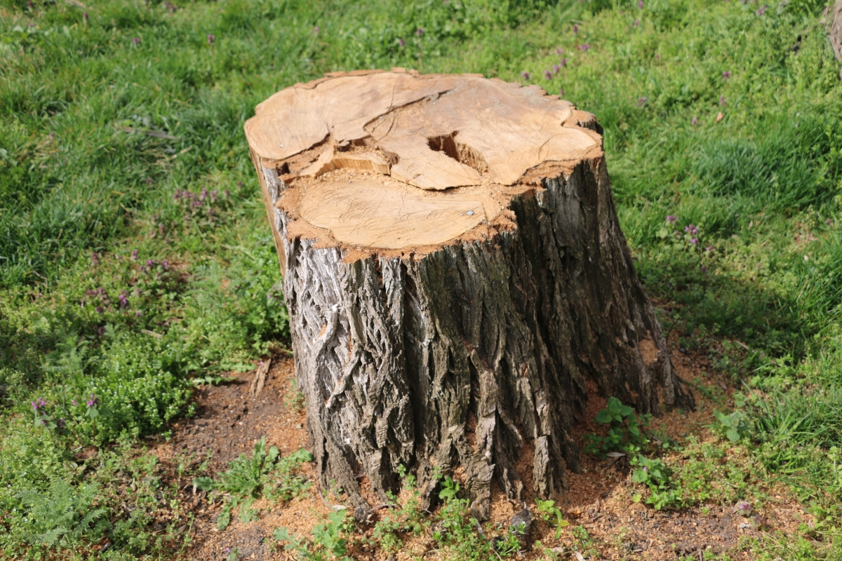 remove tree stump