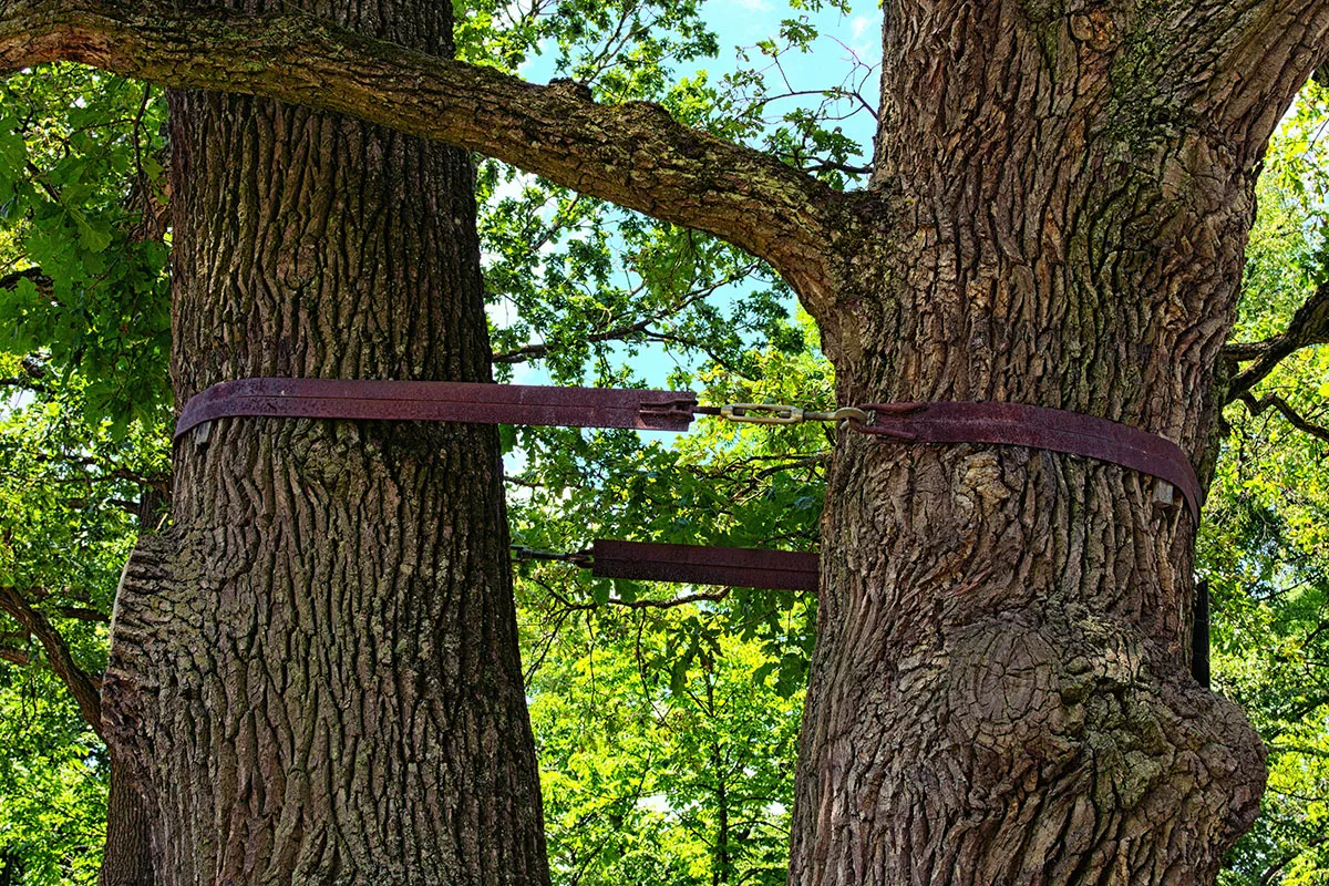 Enhancing Tree Stability with Cabling: Techniques & Benefits