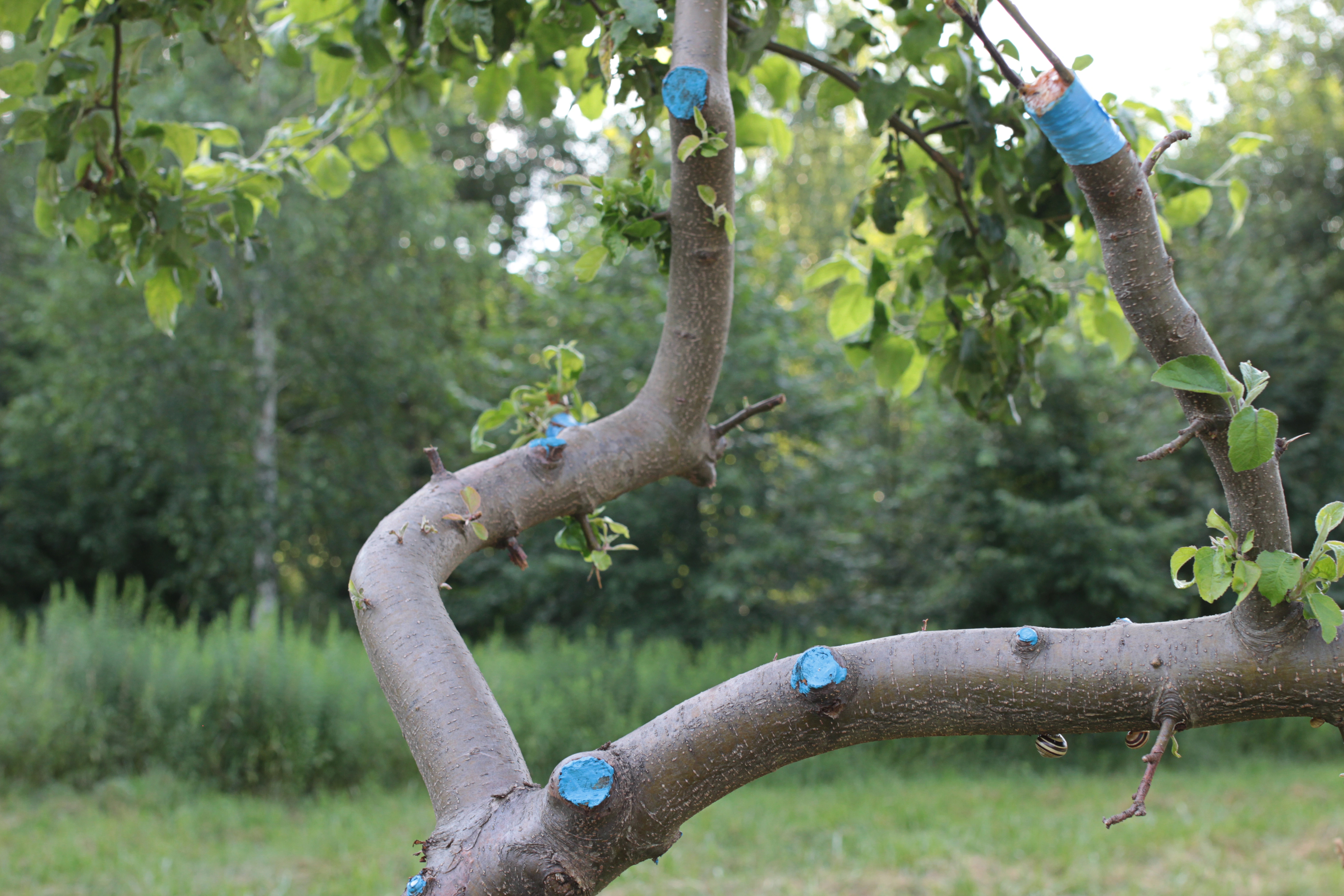 Overland Park Tree Care