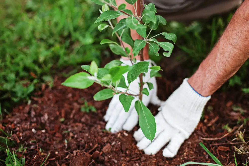 growing better habit