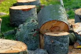 Why you should not cut tree stump: Full Guide