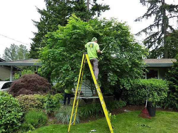 The Difference Precision Tree Cutting Makes in Your Garden