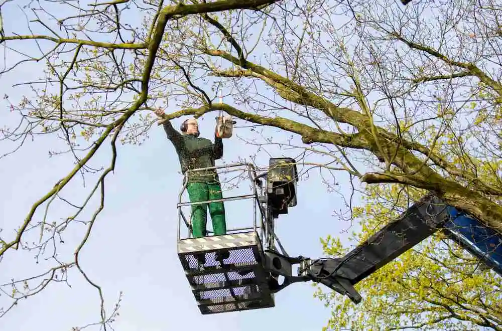 What You Need to Know Before a DIY Tree Crown Reduction