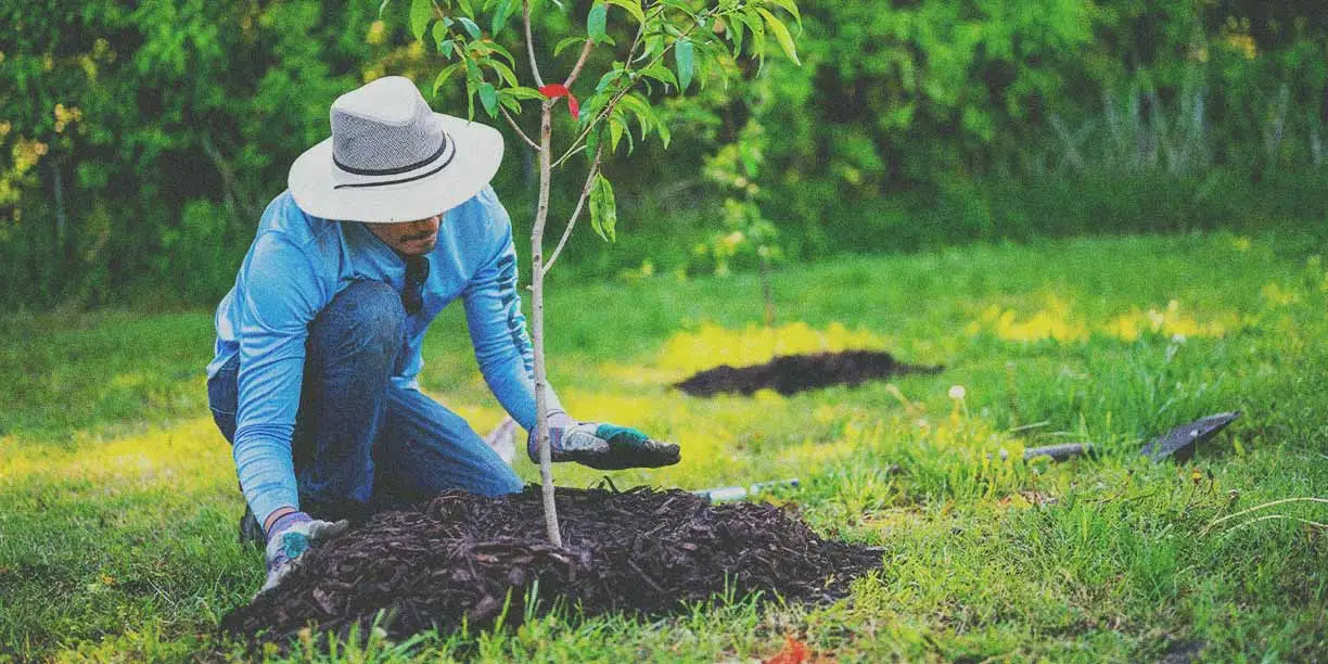 Essential Tree Care: 10 Ways to Maintain Health